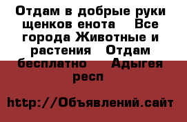 Отдам в добрые руки щенков енота. - Все города Животные и растения » Отдам бесплатно   . Адыгея респ.